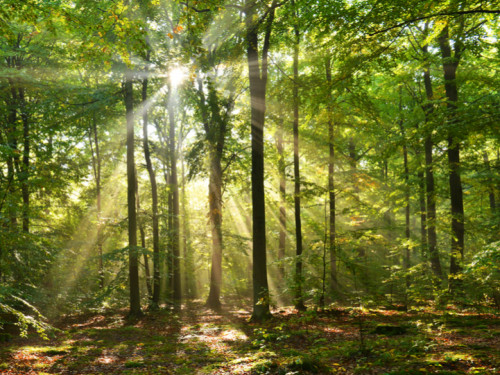 Wood Wide Web: la première forêt urbaine virtuelle à Bruxelles