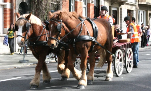 La collecte hippomobile : des chevaux de trait pour ramasser nos déchets
