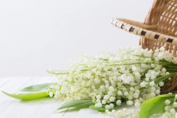 Le muguet du 1er mai : explications sur cette petite fleur aux clochettes odorantes