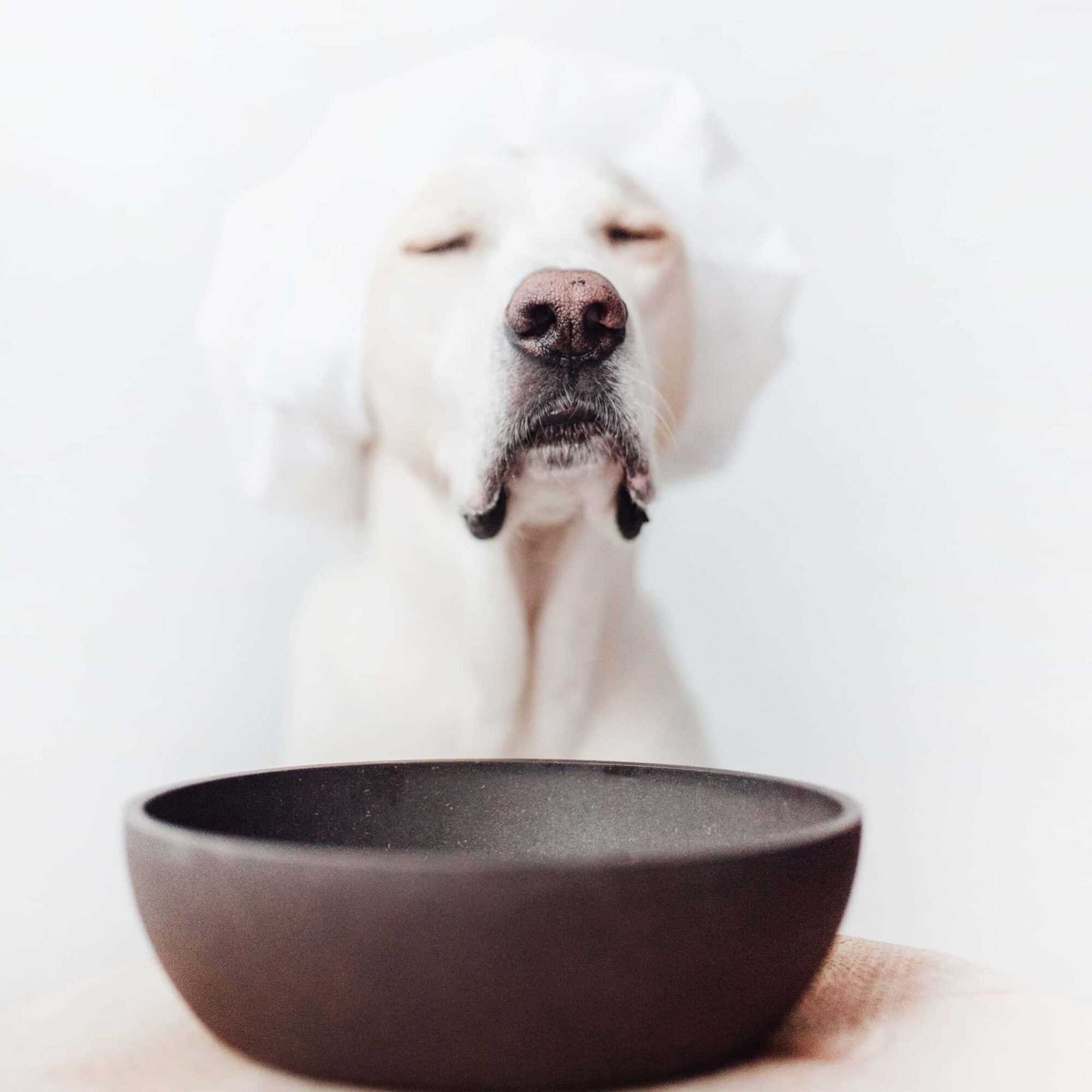 District 70 Bamboo Hundenapf – Merengue – M District 70 Bamboo Hundenapf – Merengue – M