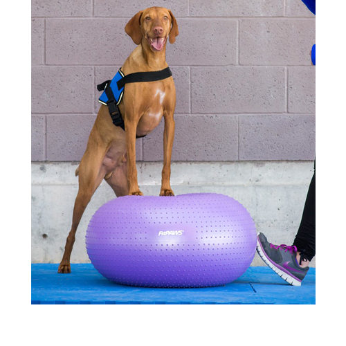 FitPAWS Trax Donut FitPAWS Trax Donut