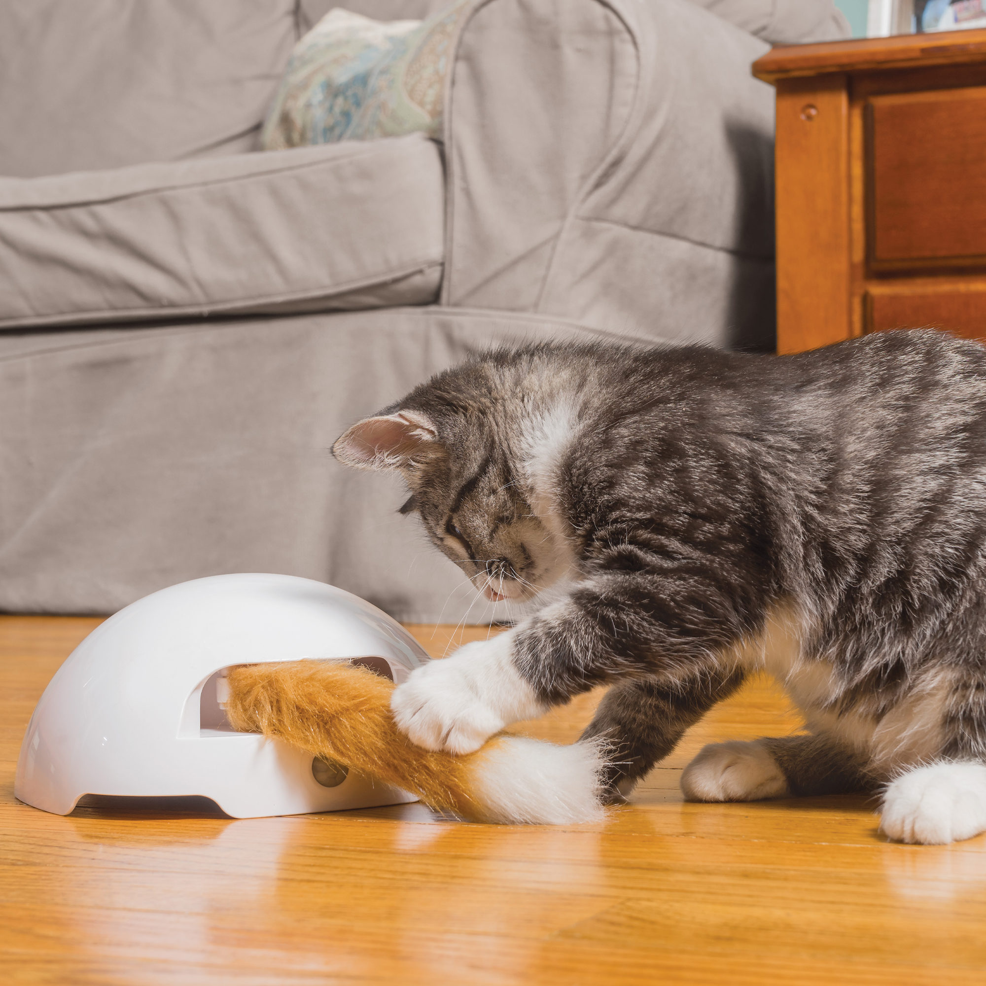 FroliCat Fox FroliCat Fox