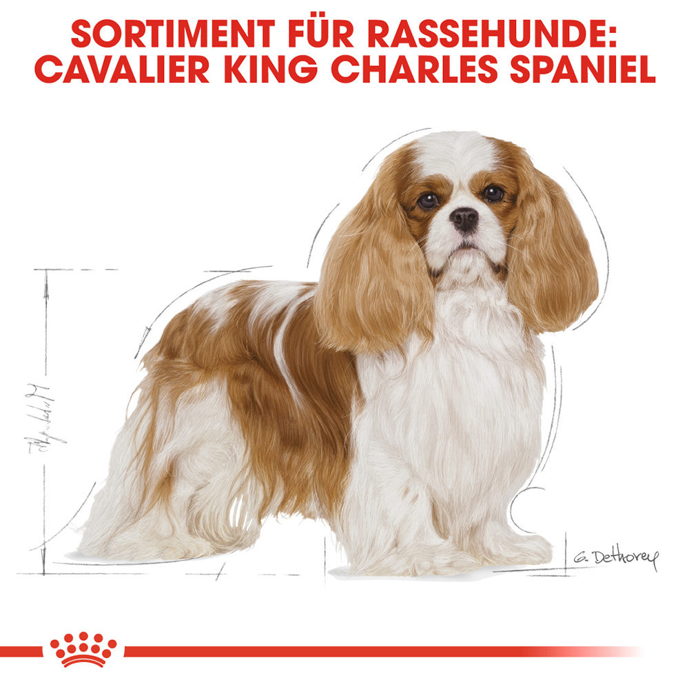 Royal Canin Cavalier King Charles Adult Hundefutter – 3 kg Royal Canin Cavalier King Charles Adult Hundefutter – 3 kg