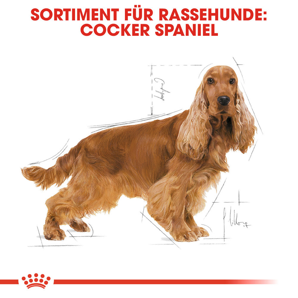 Royal Canin Cocker Adult Hundefutter – 12 kg