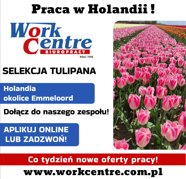 Selekcja tulipana (k/m) Oferta pracy w Holandii - zdjęcie 1