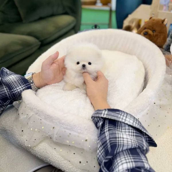 Zdrowe szczenięta pomeraniana w filiżance już dostępne  - zdjęcie 1