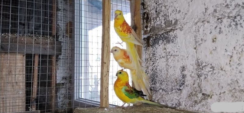 Świergotki 2025r - zdjęcie 1