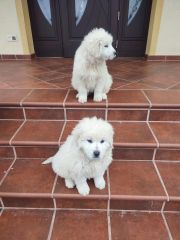 owczarek podhalański