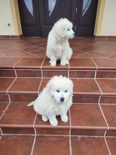 owczarek podhalański - zdjęcie 1