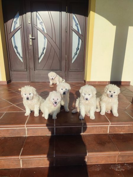 owczarek podhalański - zdjęcie 1