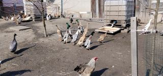 Biegusy indyjskie 2025