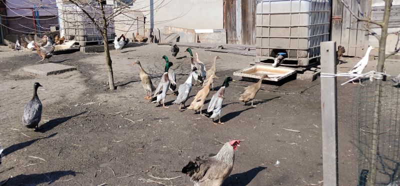 Biegusy indyjskie 2025 - zdjęcie 1