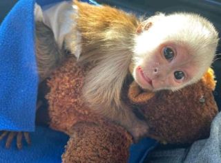 Dobrze wytresowane małpki kapucynki na sprzedaż