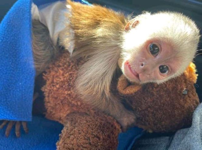 Dobrze wytresowane małpki kapucynki na sprzedaż - zdjęcie 1