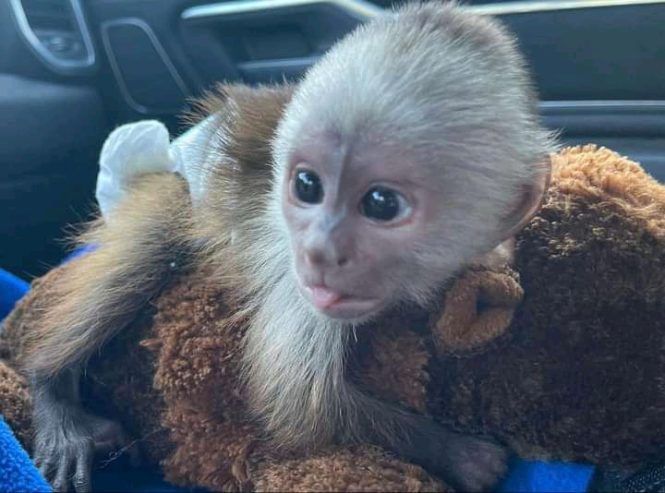 Dobrze wytresowane małpki kapucynki na sprzedaż - zdjęcie 2