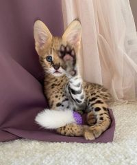 Oferujemy kocięta rasy savannah, serwal i karakal.