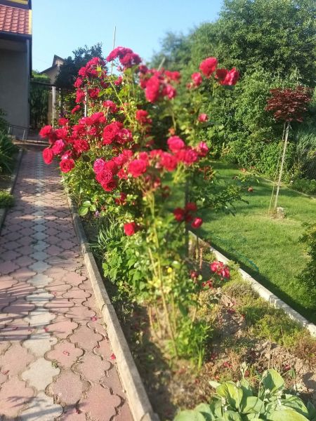 Działka rekreacyjna - zdjęcie 2