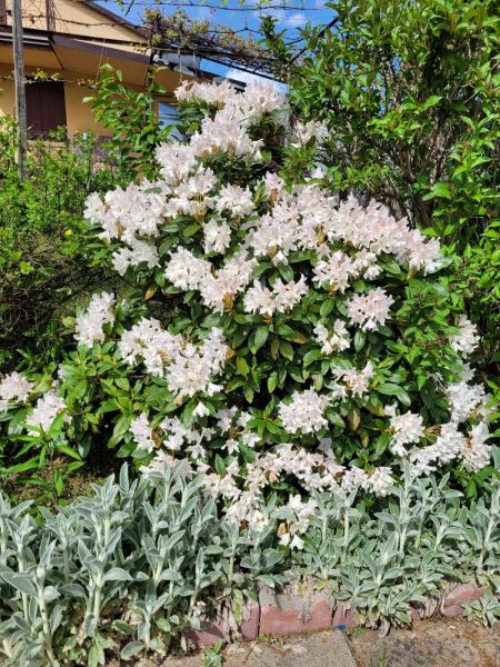 Działka rekreacyjna - zdjęcie 1