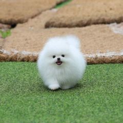 Piękne szczenięta pomeraniana w filiżance na sprzedaż