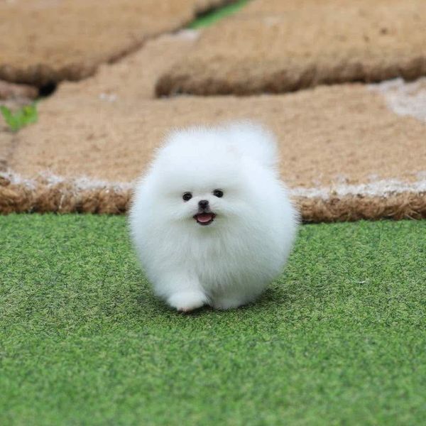 Piękne szczenięta pomeraniana w filiżance na sprzedaż - zdjęcie 1