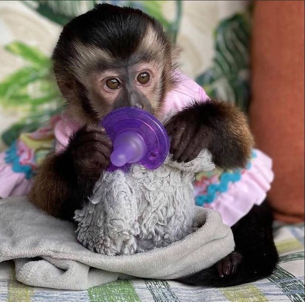 Monos capuchinos en venta  - zdjęcie 1
