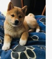 Szczeniaki Shiba Inu