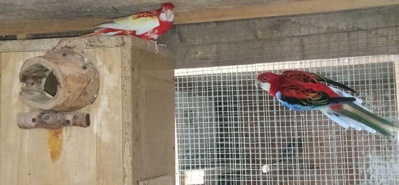 Rozelle białolice - zdjęcie 1