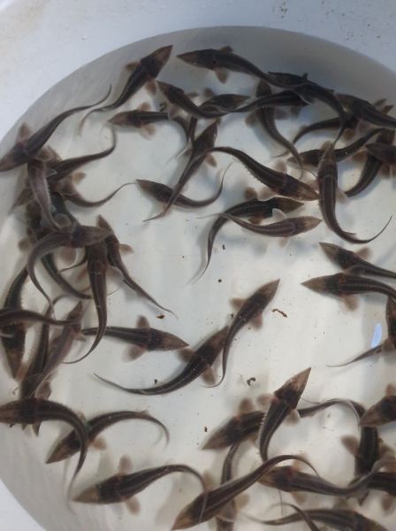 jesiotr syberyjski , jesiotr narybek , narybek , jesiotr  - zdjęcie 2