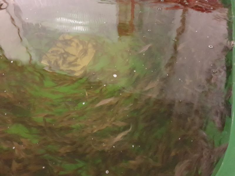 jesiotr syberyjski , jesiotr narybek , narybek , jesiotr  - zdjęcie 4