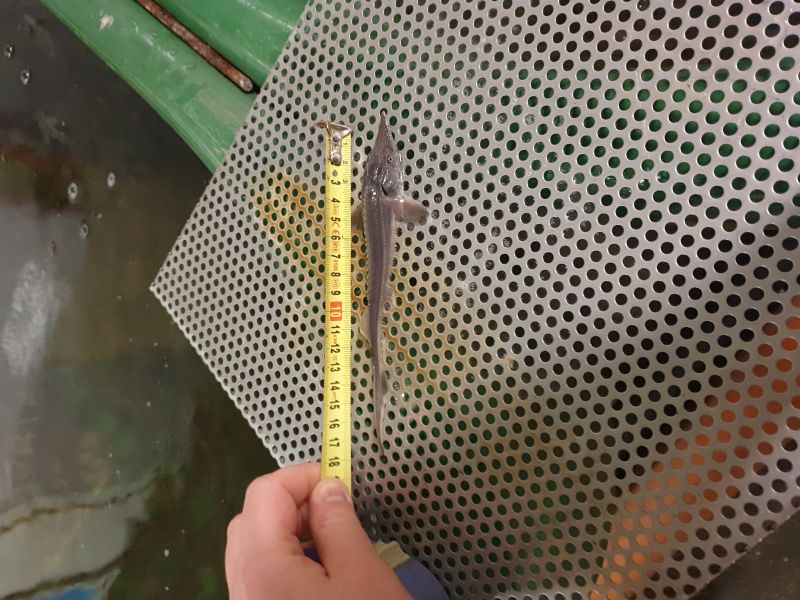 jesiotr syberyjski , jesiotr narybek , narybek , jesiotr  - zdjęcie 6