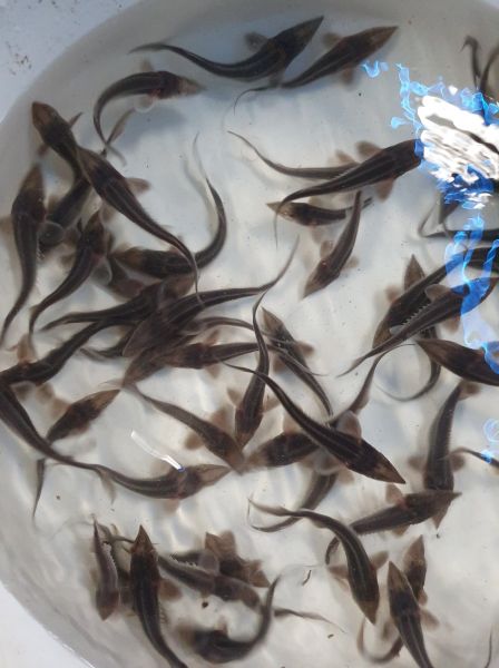 jesiotr syberyjski , jesiotr narybek , narybek , jesiotr  - zdjęcie 3