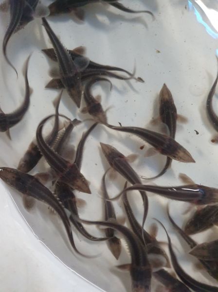 jesiotr syberyjski , jesiotr narybek , narybek , jesiotr  - zdjęcie 1