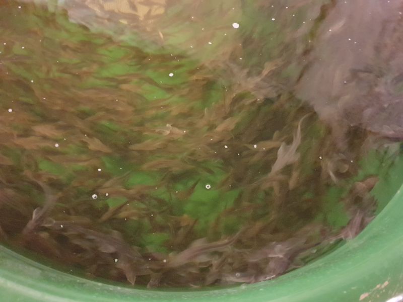 jesiotr syberyjski , jesiotr narybek , narybek , jesiotr  - zdjęcie 5