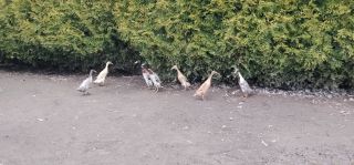 Biegusy indyjskie niespokrewnione 2025r.