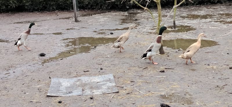 Biegusy indyjskie niespokrewnione 2025r. - zdjęcie 2