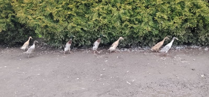 Biegusy indyjskie - zdjęcie 2