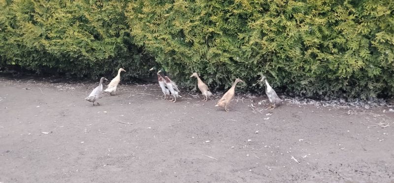 Biegusy indyjskie - zdjęcie 1