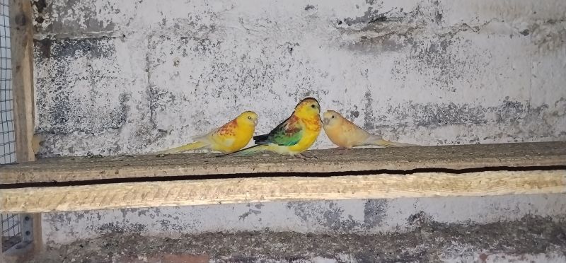 Świergotki 2025r - zdjęcie 1