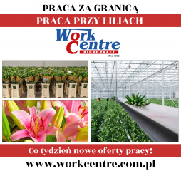 Ścinanie i pakowanie lilii Oferta pracy w Holandii