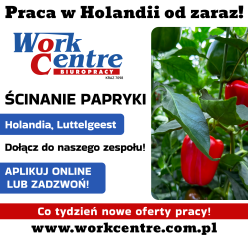 Ścinanie i sortowanie papryki  Oferta pracy w Holandii (k/m)
