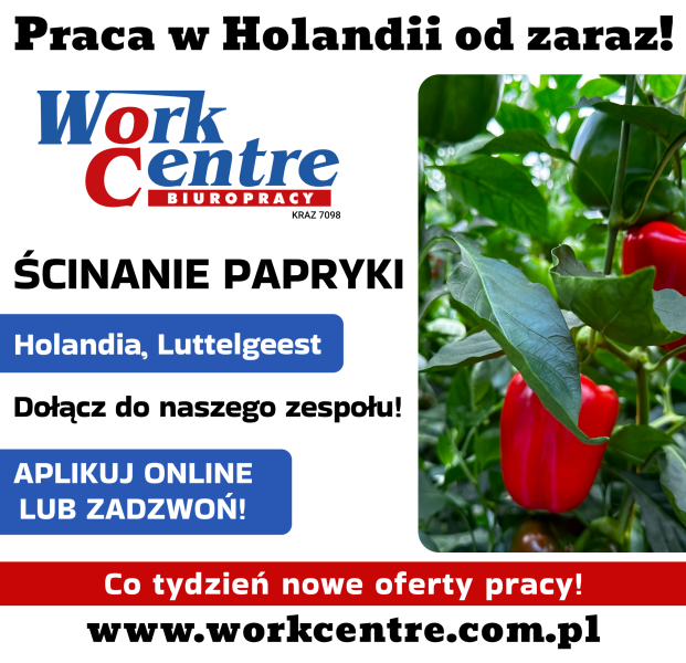 Ścinanie i sortowanie papryki  Oferta pracy w Holandii (k/m) - zdjęcie 1
