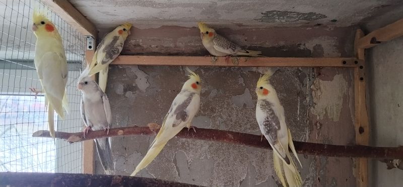 Papugi nimfy 2025 - zdjęcie 1