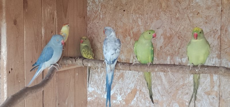 Aleksandretty obrożne - zdjęcie 1