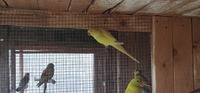 Aleksandretty obrożne - zdjęcie 2