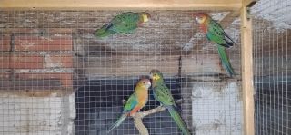 Rozelle żółtolice 2025