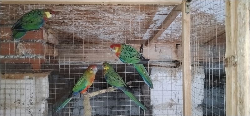 Rozelle żółtolice 2025 - zdjęcie 1