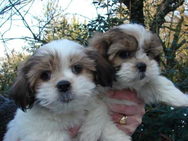 Piękne szczenięta rasy shih tzu - zdjęcie 1