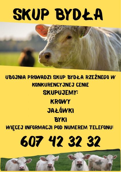 Skup bydła rzeźnego - zdjęcie 1
