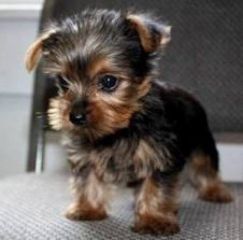Dobre szczenięta Yorkshire terrier