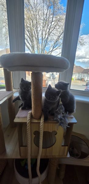 Kocięta brytyjskie krótkowłose z rodowodem GCCF Champion - zdjęcie 2